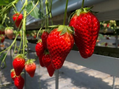 多気町 産 いちご | イチゴ 苺 章姫 かおり野 紅ほっぺ