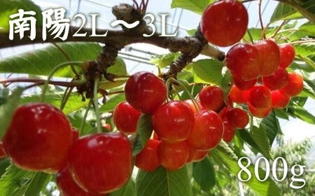 8-018-007 冨野果樹園のさくらんぼ南陽(2L〜3L)800g