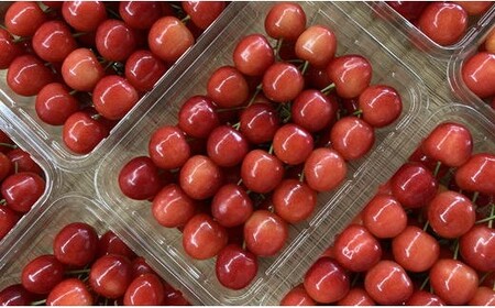 8-009-004　さくらんぼ 佐藤錦（L）500g【グリーンドロップ農園】