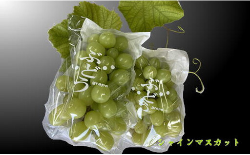 8-010-015 サトケンさんのシャインマスカット1kg(2房)