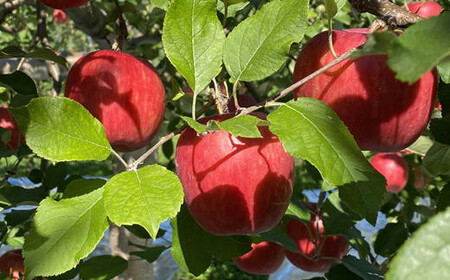 8-006-006　冨野果樹園のおまかせりんごセット 2.5kg【11月発送】