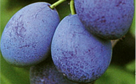 8-006-009 サトケンさんのプルーン「サンプルーン」500g