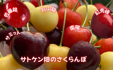 8-080-001 サトケン畑のさくらんぼ定期便
