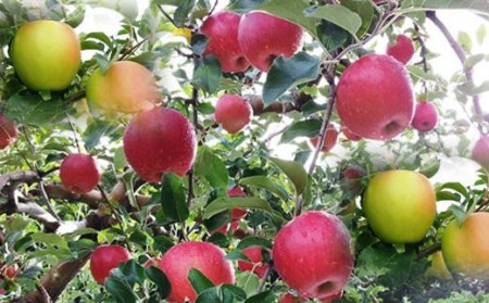 6-014-017 山口さんちの4種のりんご食べ比べ 5kg[10月下旬〜発送]