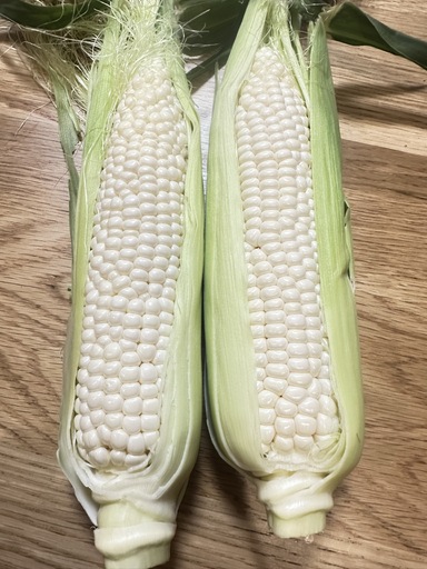 北山さんちの新鮮とうもろこし 白いおおもの 14〜16本 kn3
