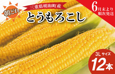 朝採れとうもろこし　スイートコーン　３Lサイズ