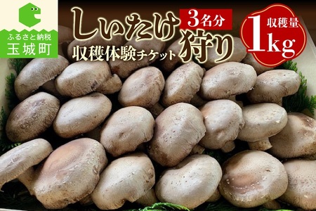 きのこ狩り (収穫体験チケット3名分)収穫量1kg