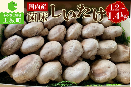 国内産菌床しいたけ[しいたけ きのこ 山菜 生しいたけ 国内産 菌床 肉厚 1.2kg〜1.4kg 三重県 玉城町 (有)MCD 松ちゃん堂]