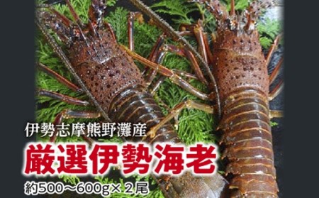 伊勢志摩 熊野灘の厳選 伊勢海老 2尾 約500〜600g/鈴木水産 生食可能 海鮮 エビ 度会町