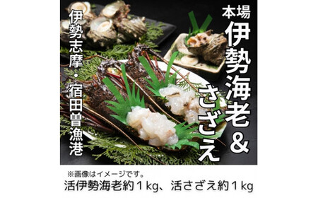 (冷蔵) 活 伊勢海老 活 さざえ セット B 丸池 伊勢えび イセエビ えび 壺焼 高級 鮮魚 海鮮 魚介 刺身 焼き物 汁物 海鮮 特産 海の幸 新鮮 三重県 南伊勢町 伊勢志摩
