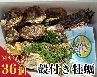 (冷蔵) 牡蠣 かき M サイズ 36個 空コース 加熱用 濃厚 新鮮 シェルファームみつなが セル牡蠣 真牡蠣 生牡蠣 生カキ まがき カキ 鍋 牡蠣鍋 カキフライ 牡蠣フライ BBQ 養殖 伊勢志摩 三重 南伊勢町