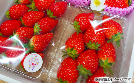 苺 [2月以降発送] 250g×4P 1kg かおり野 苺