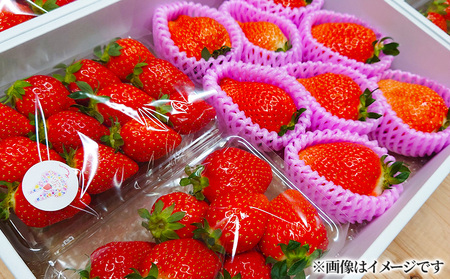 [先行予約] いちご 250g×2パック 大粒6〜8個 デラックスパック かおり野 苺 いちご