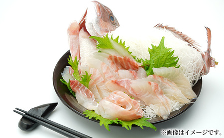 真鯛 1尾分 (900g〜1kg) 半身 アラ付 真鯛 刺身用