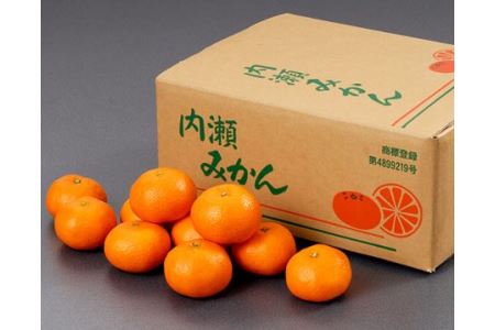 先行予約 内瀬みかん 約5kg アサヒ農園 / みかん