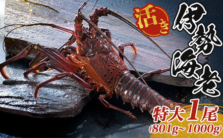 ō  ɐCV 801`1000g 1 ɐCV ɐ Yn VR Y CN VN hg X Ă Mtg  Od ɐ ɐ u
