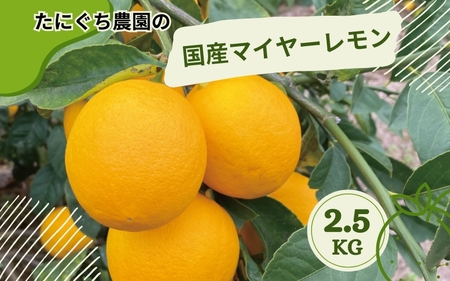 たにぐち農園の国産マイヤーレモン 2.5kg[2024年12月〜2025年1月初旬の期間で順次発送致します。] / 檸檬 レモン れもん 柑橘 国産 大容量 数量限定 ご家庭用 [mtn103]