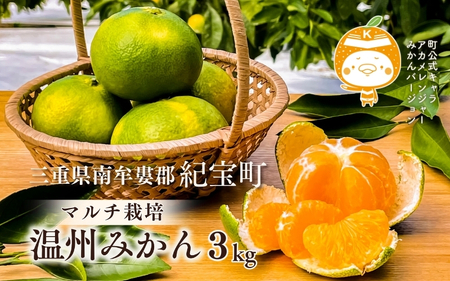 [先行予約] みかん マルチ栽培 紀宝町産 温州みかん 約3kg サイズおまかせ / 数量限定 みかん ミカン 蜜柑 温州みかん フルーツ 果物 くだもの 柑橘 予約 産地直送 農家直送 みかん予約[mkt001]