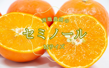 セミノール みかん 蜜柑 柑橘 / Mサイズ 西地農園のセミノール 4.5kg[2026年3月中旬から順次発送][mnd010]