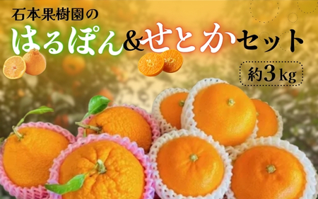 [先行予約]不知火 せとか 石本果樹園のはるぽん&せとか セット 約3kg [2026年3月上旬から3月下旬までに順次発送] / 不知火 しらぬい 完熟 みかん ミカン 柑橘 フルーツ 果物 くだもの 人気 [min022]