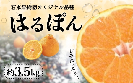 [先行予約]不知火 石本果樹園の完熟はるぽん 約3.5kg 完熟不知火オリジナル品種☆[2026年3月上旬から4月上旬までに順次発送] / しらぬい フルーツ 果物 くだもの 柑橘 みかん ミカン 予約 人気 [min023]