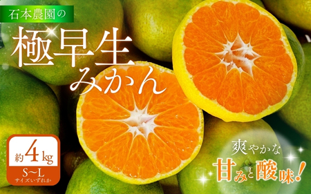 石本農園の 極早生みかん S〜Lサイズいずれか 約4kg[9月中旬から10月下旬までに順次発送]/ みかん ミカン 蜜柑 温州 [mis020]