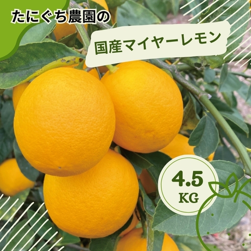 檸檬 レモン れもん 家庭用 たにぐち農園の 国産 マイヤーレモン 4.5kg[2026年12月〜2027年1月初旬の期間で順次発送][mtn106]