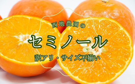 セミノール わけあり 訳あり ご家庭用 家庭用 不揃い みかん 蜜柑 柑橘 4.5kg / 2級果 サイズ不揃い 訳あり ご家庭用 西地農園のセミノール4.5kg[2026年3月中旬から順次発送][mnd006B]