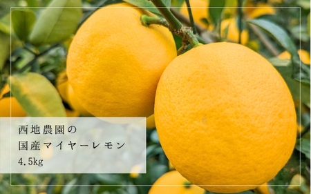 [先行予約]檸檬 レモン れもん 柑橘 国産 大容量 数量限定 ご家庭用 家庭用 / 西地農園の国産マイヤーレモン 4.5kg[2025年1月初旬から順次発送致します。][mnd008A]