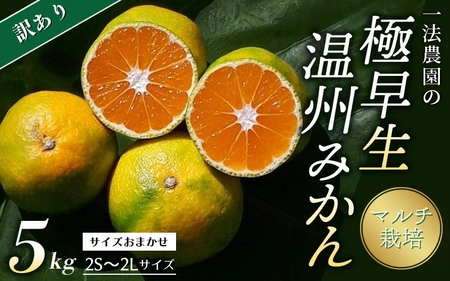 みかん 蜜柑 極早生 数量限定 温州 ミカン フルーツ 果物 くだもの / [先行予約]ご家庭用 ちょこっと訳あり マルチ栽培 サイズ混合 2S-2L 一法農園の極早生温州みかん 5kg [2025年9月下旬〜10月中旬までに順次発送][mkz011A]