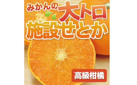 せとか 石本果樹園の 美味しい 約2kg 9〜15玉前後[2025年2月中旬〜3月中旬までに順次発送] / みかん せとか[min004]