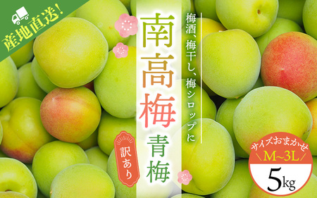 訳あり 梅 梅酒 梅干 青梅 梅ジュース 梅干し 三重県産 / M-3Lのサイズおまかせ! 訳あり ご家庭用 南高梅 青梅 5kg[2024年6月初旬から6月中旬までに順次発送][ymu002]