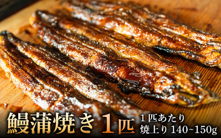 鰻蒲焼き 1匹 焼上り140〜150g[RS001] / 鰻 うなぎ 国産鰻 国産うなぎ 鰻蒲焼 うなぎ蒲焼き