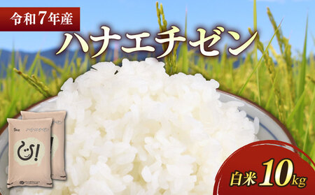 新米 令和7年 彦根産 ハナエチゼン 10kg(5kg×2袋) 白米