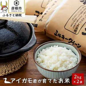 令和6年産 ミルキークイーン 有機JAS認証「アイガモ君が育てたお米」2kg×2[フクハラファーム]ミルキークイーン お米 白米 精米 こめ コメ 彦根 ひこね 滋賀 ごはん 精米 米 おすすめ おこめ 白米 米 ご飯 送料無料