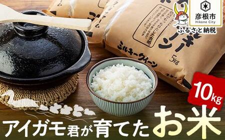 令和6年産 コシヒカリ・ミルキークイーン 食べ比べ 5kg×2 有機JAS認証「アイガモ君が育てたお米」[フクハラファーム]こしひかり ミルキークイーン お米 白米 精米 こめ コメ 彦根 ひこね 滋賀 ごはん コシヒカリ 精米 米 おすすめ おこめ こしひかり 白米 米 ご飯 送料無料