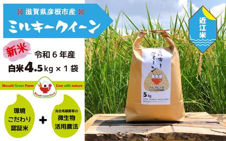 [令和6年産・白米]近江米5kg「ミルキークイーン」精米後約4.5kg×1|お米 白米 こめ コメ 5キロ 彦根 ひこね 滋賀