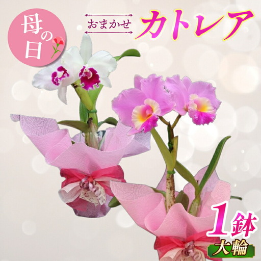 [先行受付:5月出荷]母の日に!感謝の気持ちを込めて~ 愛情いっぱい洋蘭・カトレア鉢花大輪 母の日