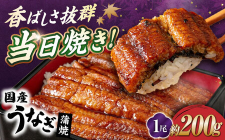 国産活うなぎ1尾(蒲焼)[AQDF006] 鰻 鰻 鰻 鰻 鰻 鰻 鰻