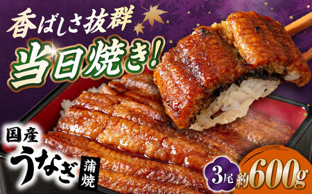 国産活うなぎ3尾(蒲焼)[AQDF008] 鰻 しぐれ煮 佃煮 国産