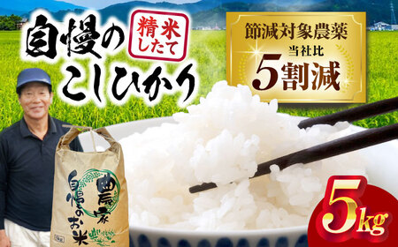 [令和7年産新米] コシヒカリ 5kg 米 白米 こしひかり[AQDK001]