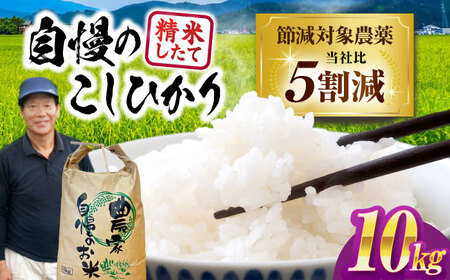 [令和7年産新米] コシヒカリ 10kg 米 白米 こしひかり[AQDK002]