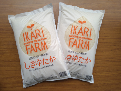 [6年産]すっごいもちもち 「しきゆたか」 白米[10kg(5kg×2袋)][C004U](米 コメ こめ 新米 6年産 白米 はくまい ごはん ご飯 精米 しきゆたか シキユタカ 先行 予約 近江米 10キロ 10kg 5キロ 5kg)