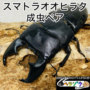 スマトラオオヒラタ 90mmUP 成虫 ペア