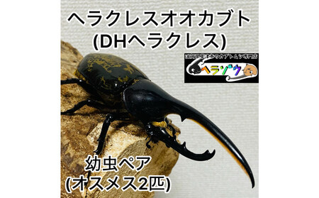 ヘラクレスオオカブト 幼虫 ペア