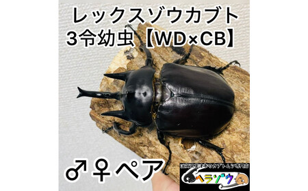 [希少累代]レックスゾウカブト 幼虫 ペア