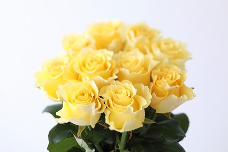 [総本数100本!]國枝バラ園から直送!Flower Bouquet(25本の花束×4ケース)黄