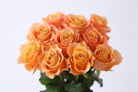 [総本数100本!]國枝バラ園から直送!Flower Bouquet(25本の花束×4ケース)オレンジ