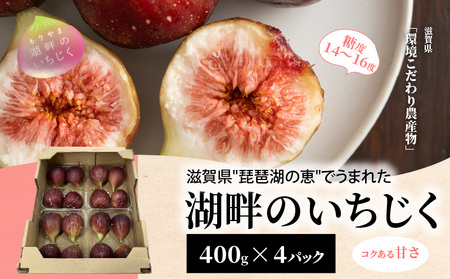 湖畔のいちじく 4パック 美活 果物 フルーツ