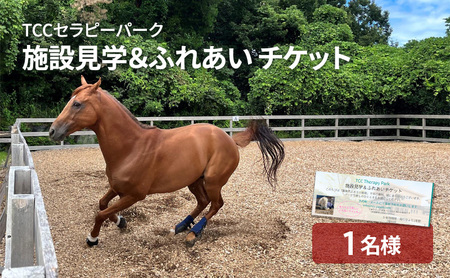 TCCセラピーパーク施設見学& ふれあい チケット (1名様分) 馬 ホース ウマ 体験 セラピー